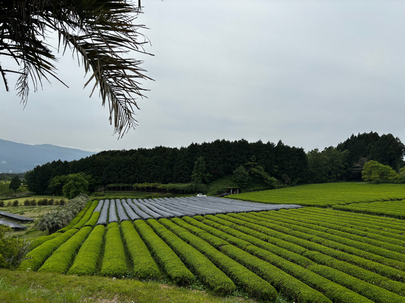 Lush Japanese matcha tea fields with protective black covers and surrounding forest